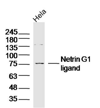 Netrin G1 ligand Rabbit Polyclonal Antibody