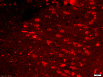 Netrin G1 ligand Rabbit Polyclonal Antibody