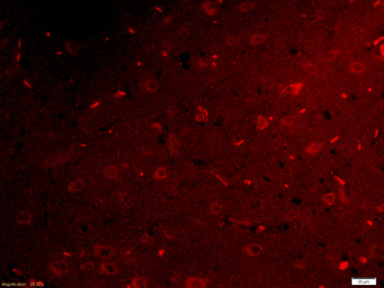 Netrin G1 ligand Rabbit Polyclonal Antibody