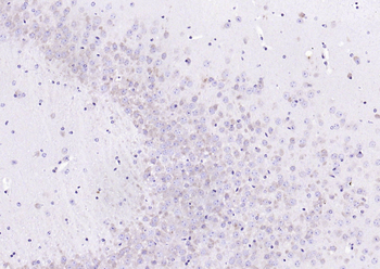 GANAB Rabbit Polyclonal Antibody
