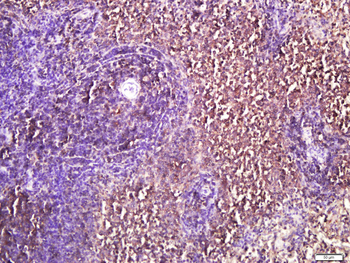 IL-4I1 Rabbit Polyclonal Antibody