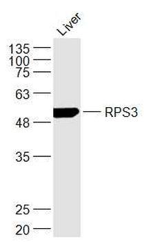 RPS3 Rabbit Polyclonal Antibody
