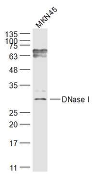 DNase I Rabbit Polyclonal Antibody