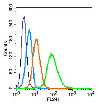 CDC123 Rabbit Polyclonal Antibody