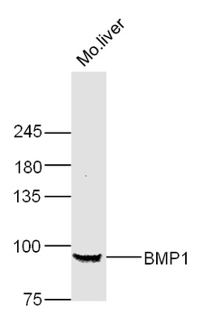BMP1 Rabbit Polyclonal Antibody