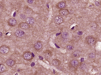 Nidogen Rabbit Polyclonal Antibody