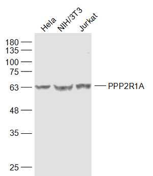 PPP2R1A Rabbit Polyclonal Antibody