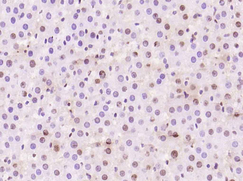 Phospho-Histone H1.4 (Thr18) Rabbit Polyclonal Antibody