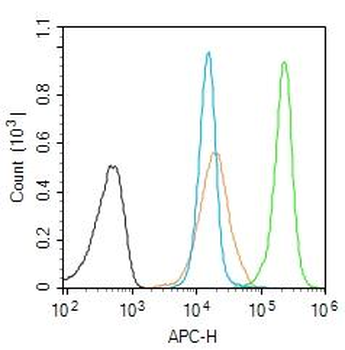 XRCC3 Rabbit Polyclonal Antibody