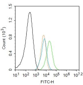 Beta tubulin Rabbit Polyclonal Antibody (Loading Control)