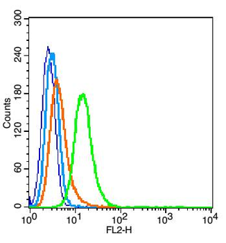 Integrin Alpha V + Beta 6 Rabbit Polyclonal Antibody