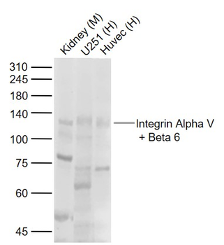 Integrin Alpha V + Beta 6 Rabbit Polyclonal Antibody