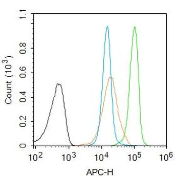 Phospho-p107 (Thr369) Rabbit Polyclonal Antibody