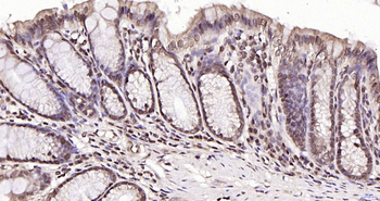 Phospho-p107 (Thr369) Rabbit Polyclonal Antibody