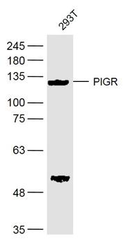 PIGR Rabbit Polyclonal Antibody