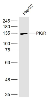 PIGR Rabbit Polyclonal Antibody