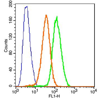 TNFR1 Rabbit Polyclonal Antibody