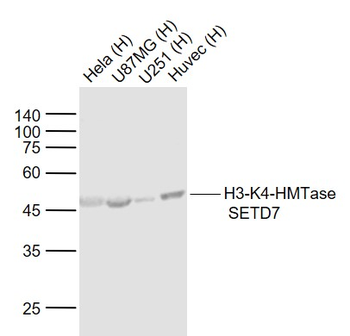 H3-K4-HMTase SETD7 Rabbit Polyclonal Antibody