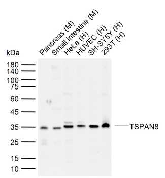TSPAN8 Rabbit Polyclonal Antibody