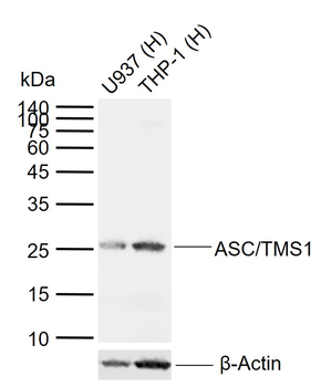 ASC/TMS1 Rabbit Polyclonal Antibody