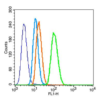Alpha smooth muscle Actin Rabbit Polyclonal Antibody
