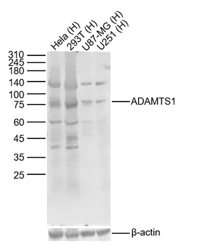 ADAMTS1 Rabbit Polyclonal Antibody