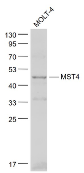 MST4 Rabbit Polyclonal Antibody