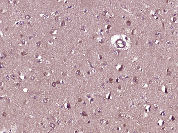 EDG1 Rabbit Polyclonal Antibody