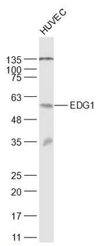 EDG1 Rabbit Polyclonal Antibody