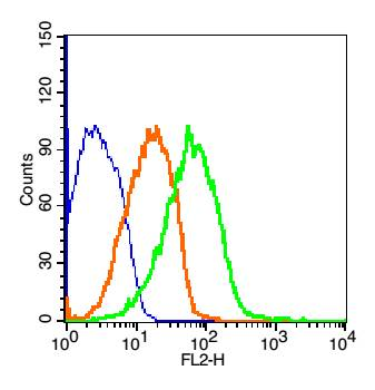 Neuroligin 1 Rabbit Polyclonal Antibody