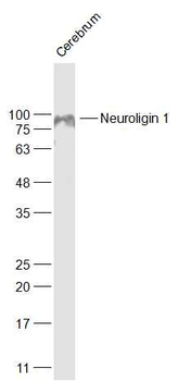 Neuroligin 1 Rabbit Polyclonal Antibody
