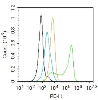 CYP2E1 Rabbit Polyclonal Antibody