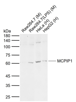 MCPIP1 Rabbit Polyclonal Antibody