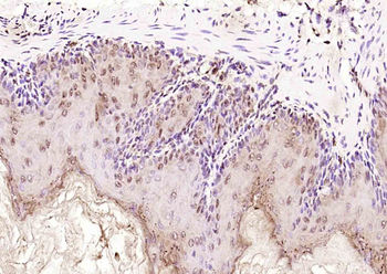 ASAP3 Rabbit Polyclonal Antibody