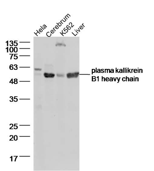 Plasma kallikrein B1 heavy chain Rabbit Polyclonal Antibody