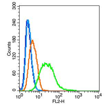 CYPA Rabbit Polyclonal Antibody
