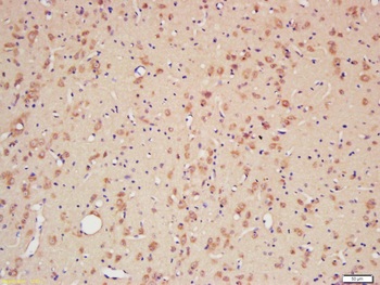 CYPA Rabbit Polyclonal Antibody