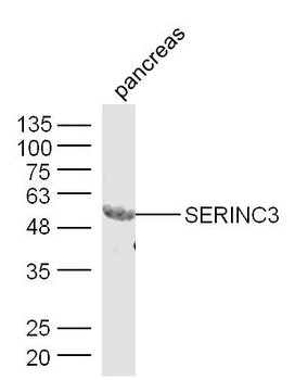 SERINC3 Rabbit Polyclonal Antibody