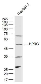 HPRG Rabbit Polyclonal Antibody