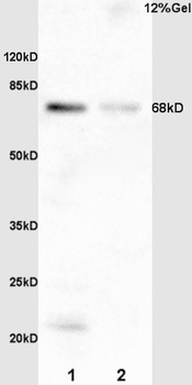 Phospho-TCF3 (Ser39) Rabbit Polyclonal Antibody