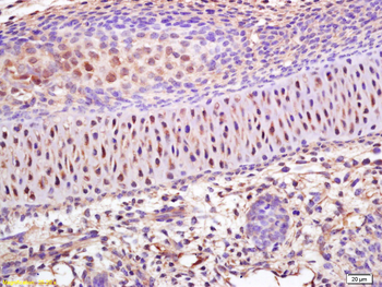 Phospho-TCF3 (Ser39) Rabbit Polyclonal Antibody