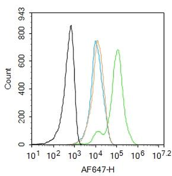 HES1 Rabbit Polyclonal Antibody