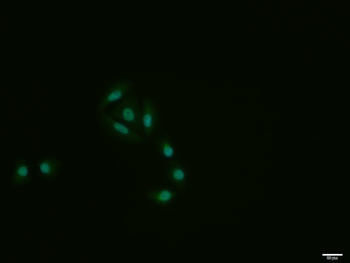 HES1 Rabbit Polyclonal Antibody