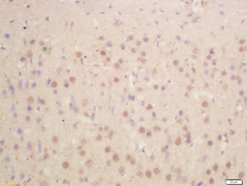 HES1 Rabbit Polyclonal Antibody