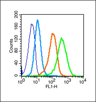 Adenosine A3 Receptor Rabbit Polyclonal Antibody