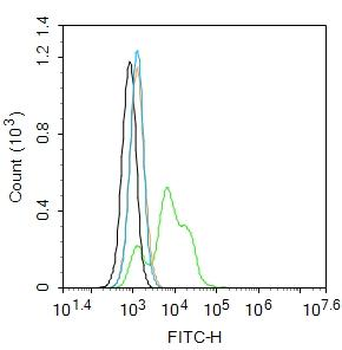 Adenosine A3 Receptor Rabbit Polyclonal Antibody