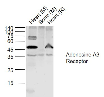 Adenosine A3 Receptor Rabbit Polyclonal Antibody