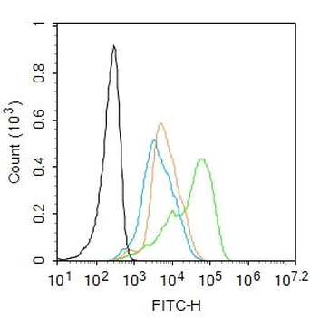 CKMT Rabbit Polyclonal Antibody