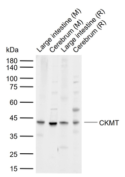 CKMT Rabbit Polyclonal Antibody