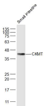 CKMT Rabbit Polyclonal Antibody
